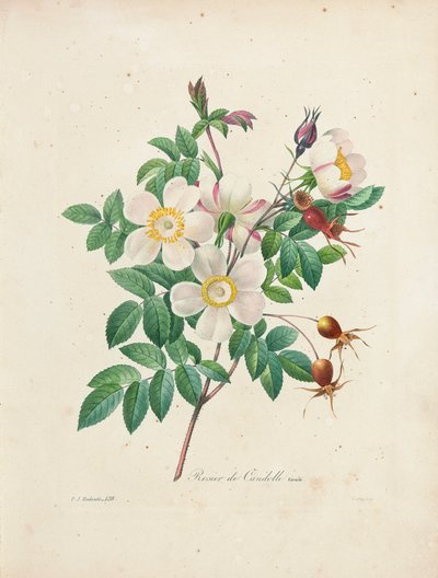 Rosier de Candolle, da 